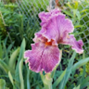 Meet your Posher, Judy